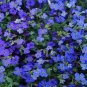 Blue Flower Aubrieta cultorum 200 Seeds