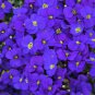 Blue Flower Aubrieta cultorum 200 Seeds