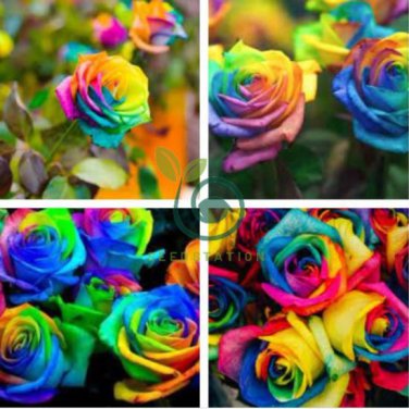Climbing Rose 400 Seeds