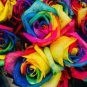Climbing Rose 400 Seeds