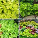 Rare Imported Bonsai Heuchera 200 Seeds