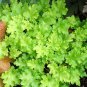 Rare Imported Bonsai Heuchera 200 Seeds