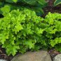 Rare Imported Bonsai Heuchera 200 Seeds