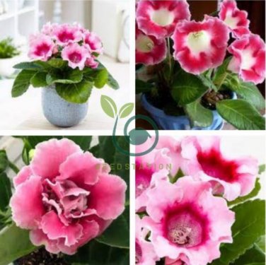 Gloxinia Bonsai Sinningia Gloxinia Flower 200 Seeds