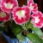 Gloxinia Bonsai Sinningia Gloxinia Flower 200 Seeds