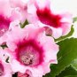 Gloxinia Bonsai Sinningia Gloxinia Flower 200 Seeds