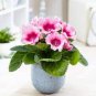 Gloxinia Bonsai Sinningia Gloxinia Flower 200 Seeds
