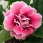 Gloxinia Bonsai Sinningia Gloxinia Flower 200 Seeds