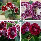 Imported Gloxinia Plant 400 Seeds