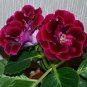Imported Gloxinia Plant 400 Seeds