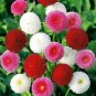Bellis perennis Flowers 300 Seeds