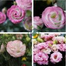 Eustoma 200 Seeds