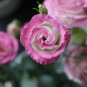 Eustoma 200 Seeds