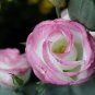 Eustoma 200 Seeds