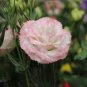 Eustoma 200 Seeds