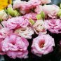 Eustoma 200 Seeds