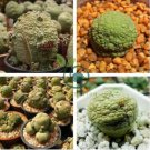Pseudolithos Sphaericust 2 Seeds
