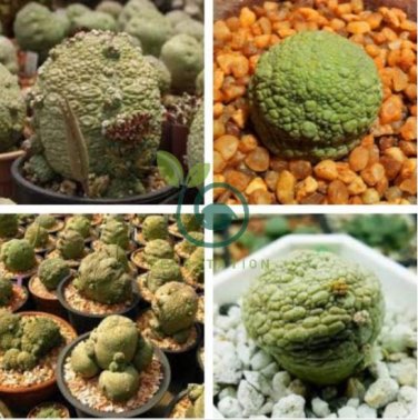 Pseudolithos Sphaericust 2 Seeds