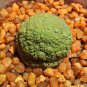 Pseudolithos Sphaericust 2 Seeds