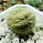 Pseudolithos Sphaericust 2 Seeds