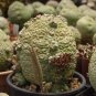 Pseudolithos Sphaericust 2 Seeds