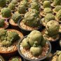 Pseudolithos Sphaericust 2 Seeds