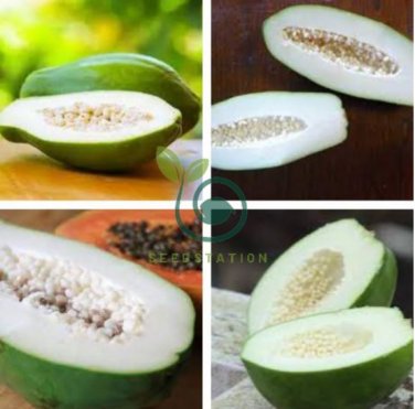 Guangxi Green Skin White Inside Giant Papaya Fruit 12 Seeds