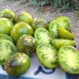 Rare Green Big Tomato 600 Seeds
