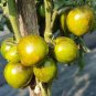 Rare Green Big Tomato 600 Seeds