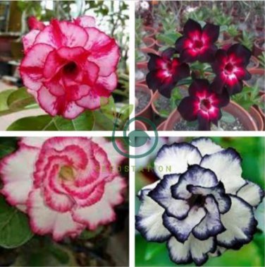 Adenium Black Yellow Red White Bi-color Desert Rose 120 Seeds
