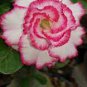 Adenium Black Yellow Red White Bi-color Desert Rose 120 Seeds