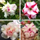 Four-color Double Adenium Desert Rose 4 Seeds