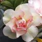 Four-color Double Adenium Desert Rose 4 Seeds