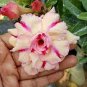 Four-color Double Adenium Desert Rose 4 Seeds