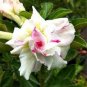 Four-color Double Adenium Desert Rose 4 Seeds