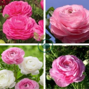 Double Pink F1 Flower 100 Seeds