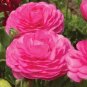 Double Pink F1 Flower 100 Seeds