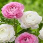 Double Pink F1 Flower 100 Seeds