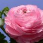 Double Pink F1 Flower 100 Seeds