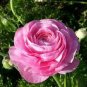 Double Pink F1 Flower 100 Seeds