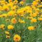 Bonsai Early Sunrise Yellow Coreopsis Flower 40 Seeds