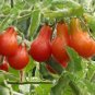 Rare Anhui Middle Red Pear Tomato Organic 50 Seeds