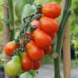 Rare Anhui Middle Red Pear Tomato Organic 50 Seeds