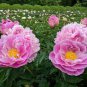 Heirloom 'Qin Tian Fen' Pink Peony Perennial Flower 10 Seeds