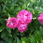 Heirloom 'Qin Tian Fen' Pink Peony Perennial Flower 10 Seeds