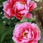 Heirloom 'Qin Tian Fen' Pink Peony Perennial Flower 10 Seeds