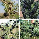 Lycium ruthenicum 60 Seeds