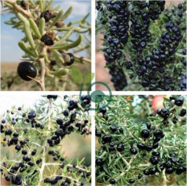 Lycium ruthenicum 60 Seeds