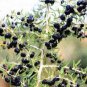 Lycium ruthenicum 60 Seeds