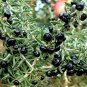 Lycium ruthenicum 60 Seeds